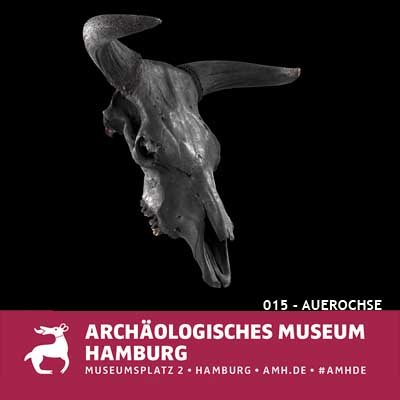 Schädel eines Auerochsen im Archäologischen Museum Hamburg