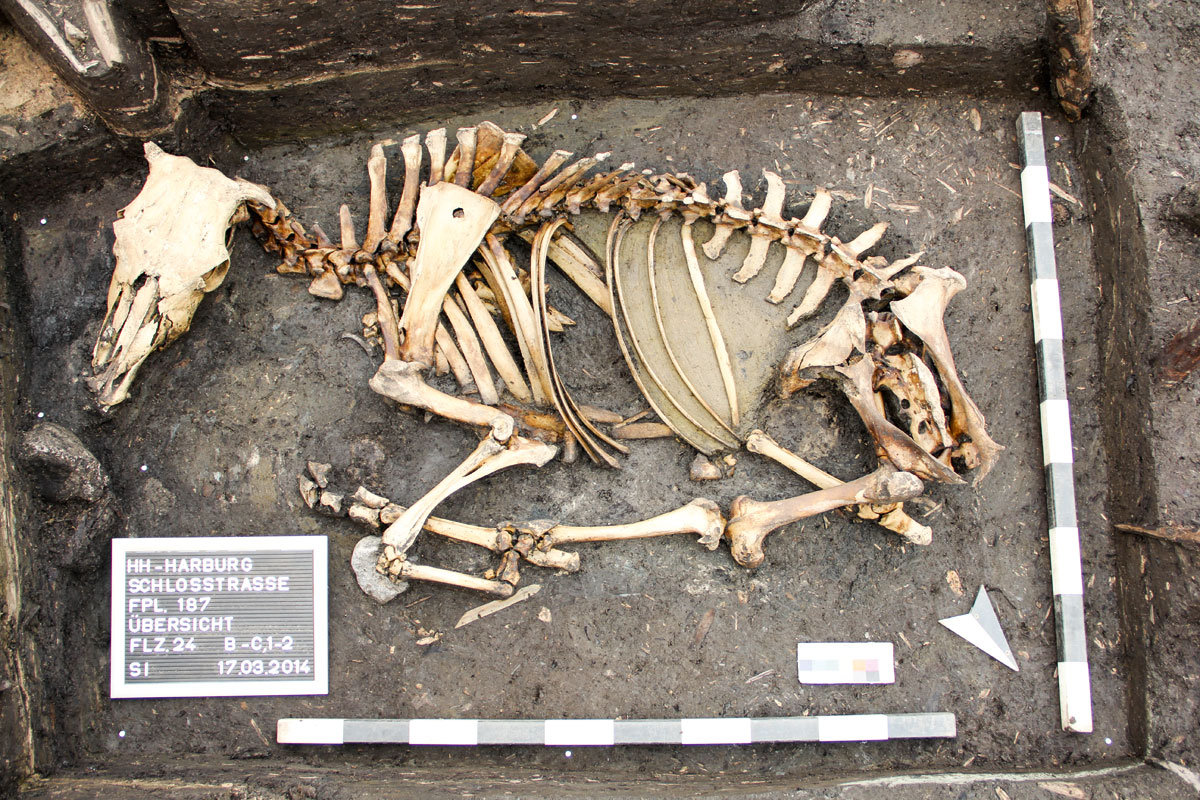 Das Skelett eines verscharrten Rindes. Der Mageninhalt hat sich als grünliche Verfärbung erhalten. © AMH
