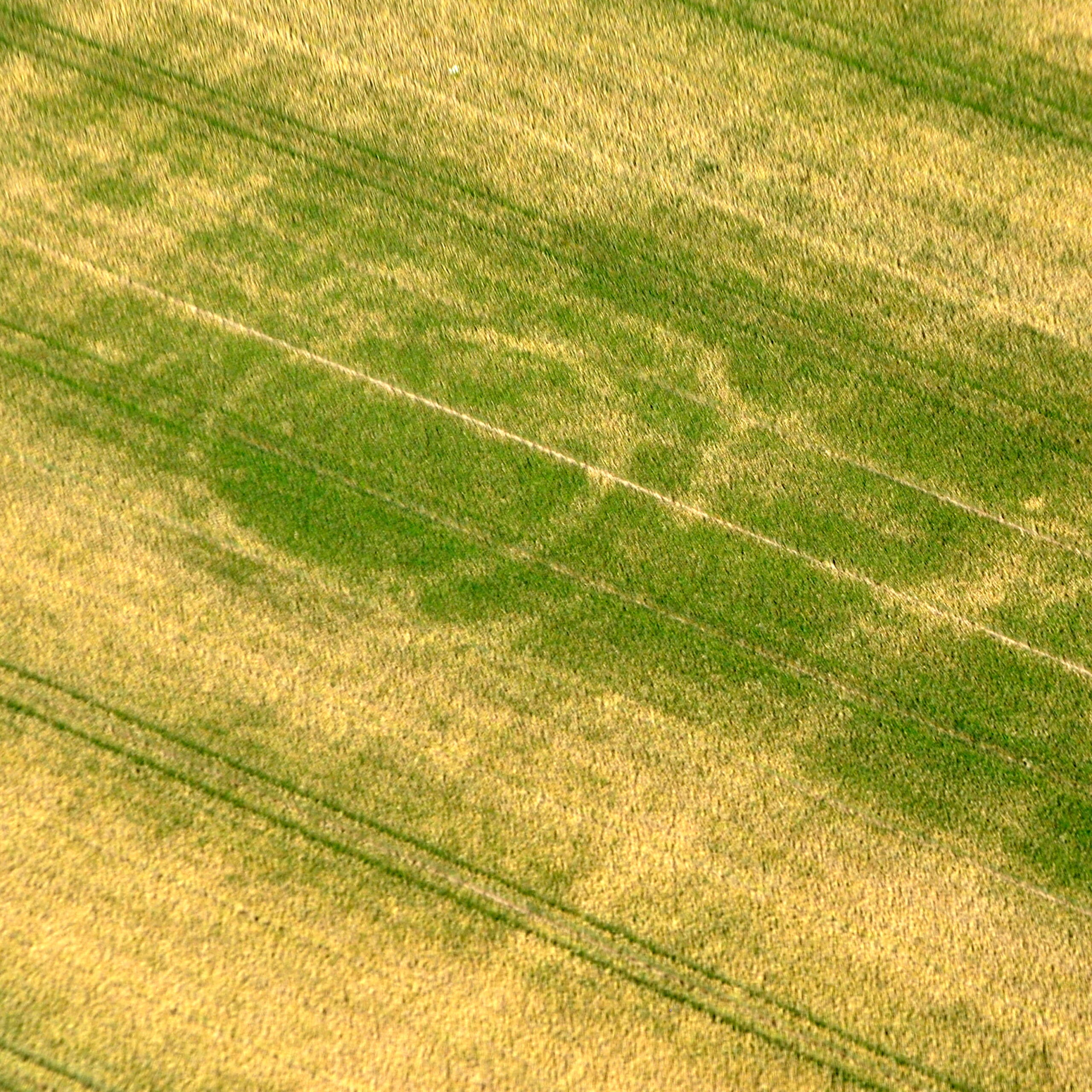 Auf einem Feld sind die kreisförmigen Spuren einer Grabanlage mit einem Doppelgraben in der Gemarkung Eydelstedt, Ldkr. Diepholz zu sehen.