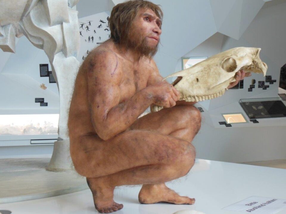 Homo heidelbergensis im Paläon