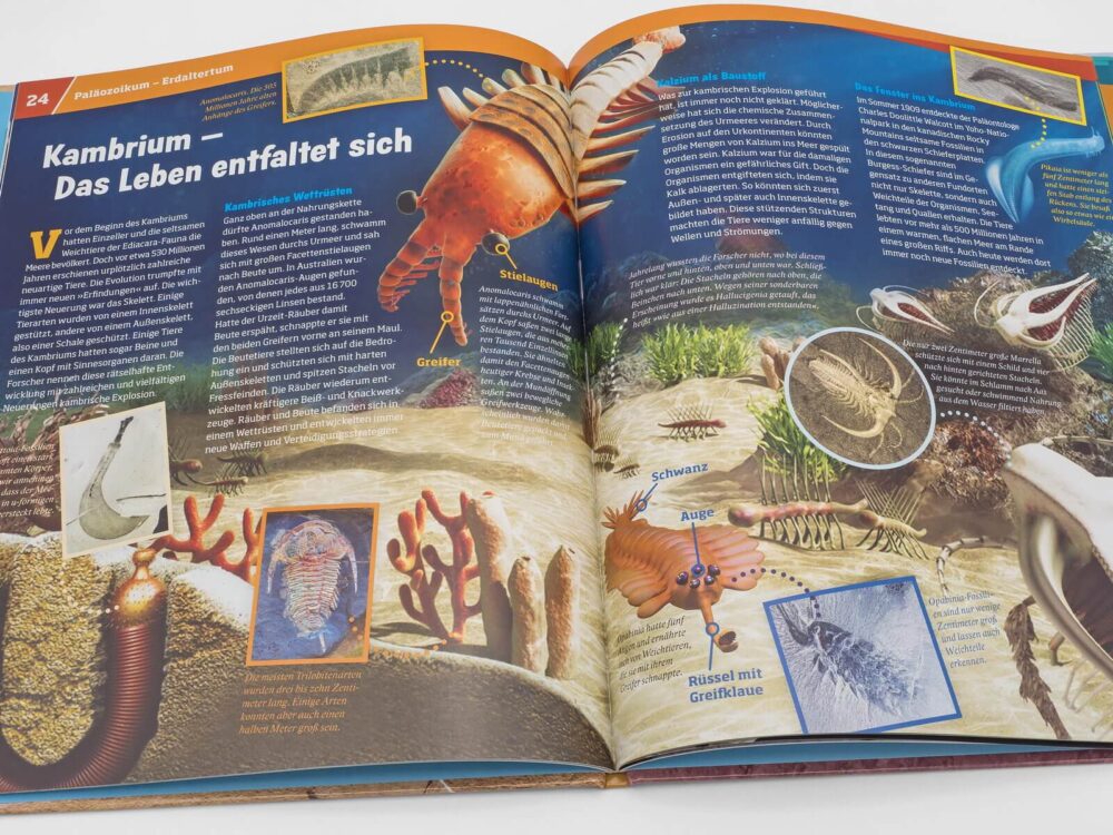 Buch WAS IST WAS Band 69: Fossilien. Spuren des Lebens